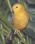 Golden White Eye 12.jpg