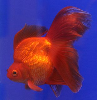 Ryukin Breed of goldfish