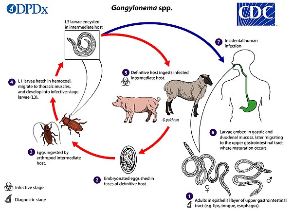 paraziták gongylonema)