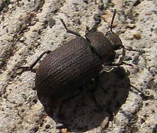 <span class="mw-page-title-main">Opatrini</span> Tribe of beetles