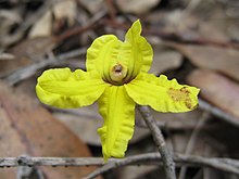 Goodenia hederacea Goodenia hederacea flower 4.jpg