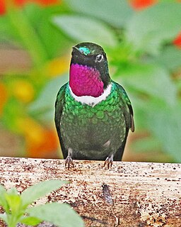 <span class="mw-page-title-main">Gorgeted sunangel</span> Species of hummingbird