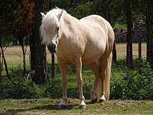 Foto eines Ponys in voller Länge