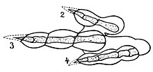 Grallator cursorius footprint, which Lull correlated with Podokesaurus Grallator cursorius.jpg