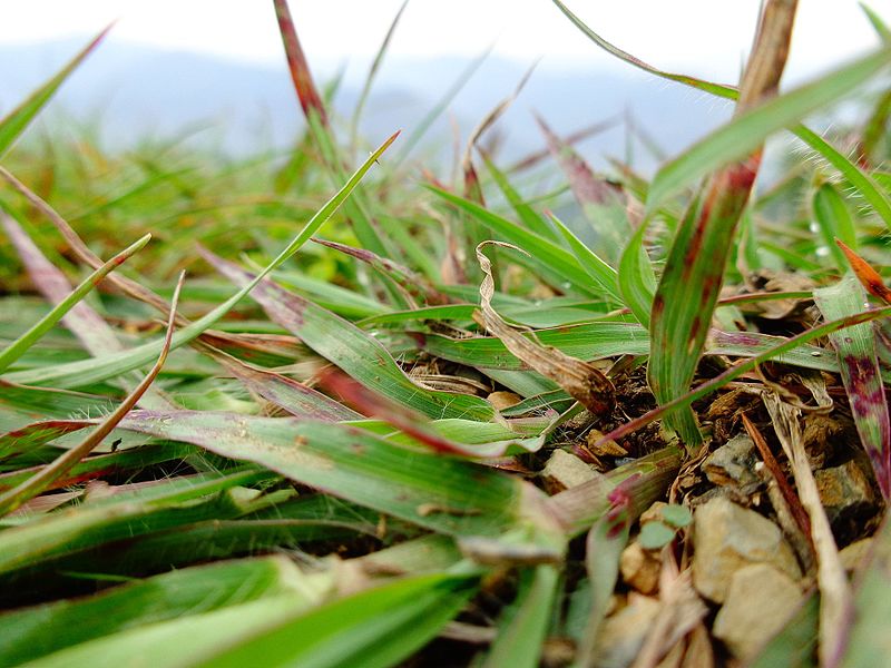 File:Grass in himachal.jpg