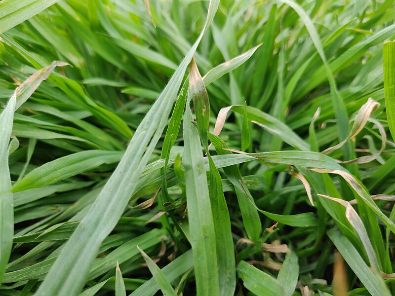 File:Grass texture up close.jpg