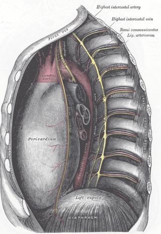 <span class="mw-page-title-main">Ligamentum arteriosum</span> Ligament of the torso