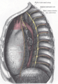 Das Perikard (Herzbeutel) und die linke Kuppel des Zwerchfells