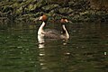 Great Crested Grebe Podiceps cristatus courtship display by Raju Kasambe 21.JPG