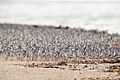 Great Knot, Lee Point, Darwin, Northern Territory, Australia