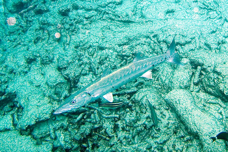 File:Great barracuda Sphyraena barracuda (3476126289).jpg