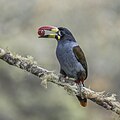 * Nomination Grey-breasted mountain toucan (Andigena hypoglauca) --Charlesjsharp 08:49, 17 September 2023 (UTC) * Promotion  Support Very good quality --Robert Flogaus-Faust 10:02, 17 September 2023 (UTC)