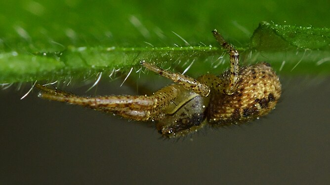 Crab Spider (Thomisidae)