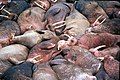 Group of walrus animals crammed side by side.jpg
