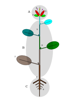 Planter: Forskellige definitioner på planter, Planternes opbygning, Planternes formering