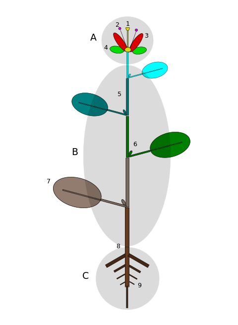 Skematisk fremstilling af en plante.A: BlomstB: Stængel og bladeC: Rod