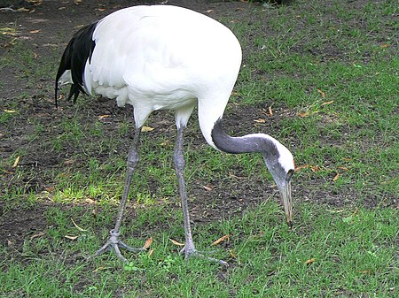 Tập tin:Grus japonesis zoo.JPG