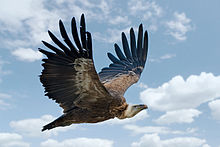 Vautour fauve en vol au-dessus du parc zoologique d'Amnéville.