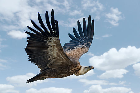Gyps fulvus (Griffon Vulture) in flight