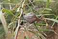 Hakea falcata fruit.jpg