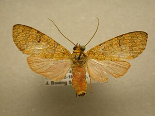 <i>Baritius grandis</i> Species of moth