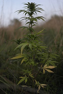 Hampa Cannabis sativa L.jpg