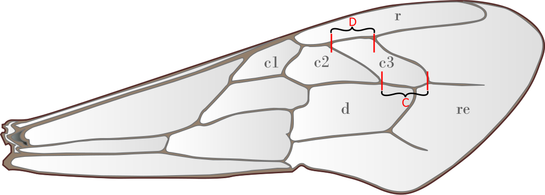 Hantelindex