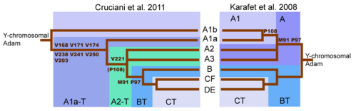 The revised y-chromosome family tree by Cruciani et al. 2011 compared with the family tree from Karafet et al. 2008. (The "A1a-T" shown here is now known as A1 and "A2-T" is now known as A1b.) Haplogroup A tree.png