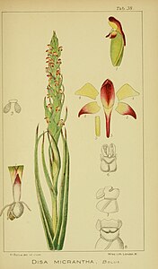 plate 38 Disa micrantha Disa bracteata