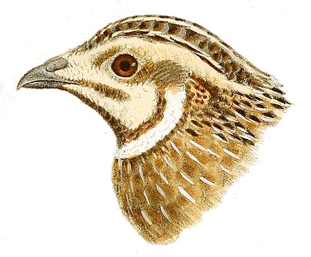 Head of Coturnix coturnix - Herbert Goodchild.jpg