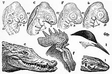 Heilmann's comparative illustrations of the embryos and adults of several extant birds and reptiles Heilmann fig61.jpg