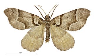 <i>Helastia siris</i> Species of moth