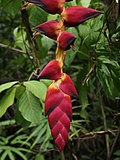 Heliconia pogonantha (inflorescence).jpg