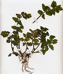 Helosciadium nodiflorum herbier.jpg