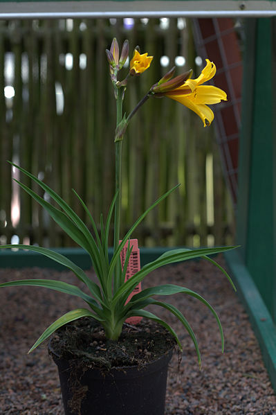 File:Hemerocallis dumortieri 01.jpg