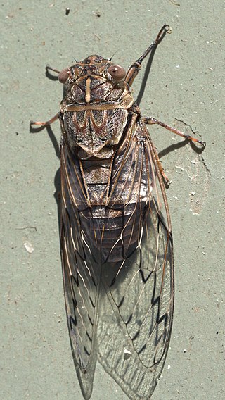 <i>Henicopsaltria eydouxii</i> Species of true bug