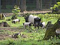 Waldweide alter Schweinerassen