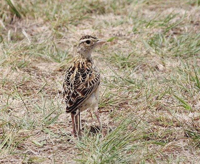 Description de l'image Heteromirafra ruddi, Wakkerstroom, Birding Weto, a.jpg.