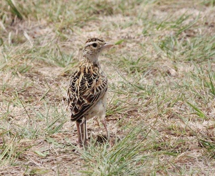 File:Heteromirafra ruddi, Wakkerstroom, Birding Weto, a.jpg