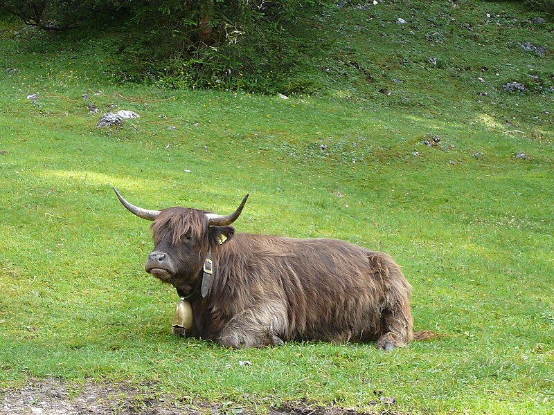 File:Highlander nel Parco naturale Fanes - Sennes e Braies.jpg