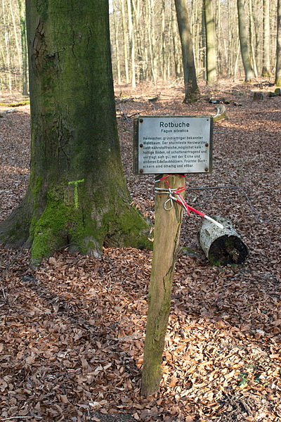 File:Hildener Heide 2016 270.jpg