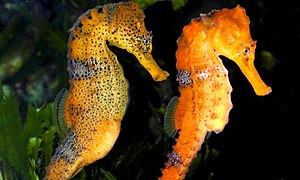 Hippocampus reidi, pareja. Izquierda: macho, derecha: hembra.