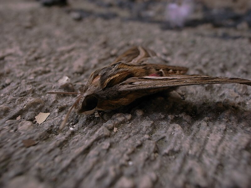 File:Hippotion celerio Balluta Bay Malta 06.jpg