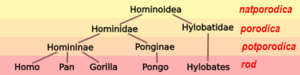 Hominoid taxonomy 4 hr.PNG