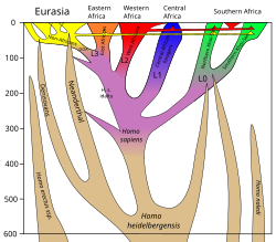 Člověk Moudrý: Evoluce, Vývoj jedince, Anatomie člověka