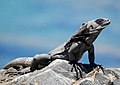 Honduras spinytailed iguana.jpg