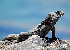 Honduran spinytailed iguana.jpg