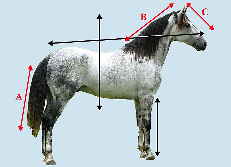 File:Horse Axes 2 template.JPG