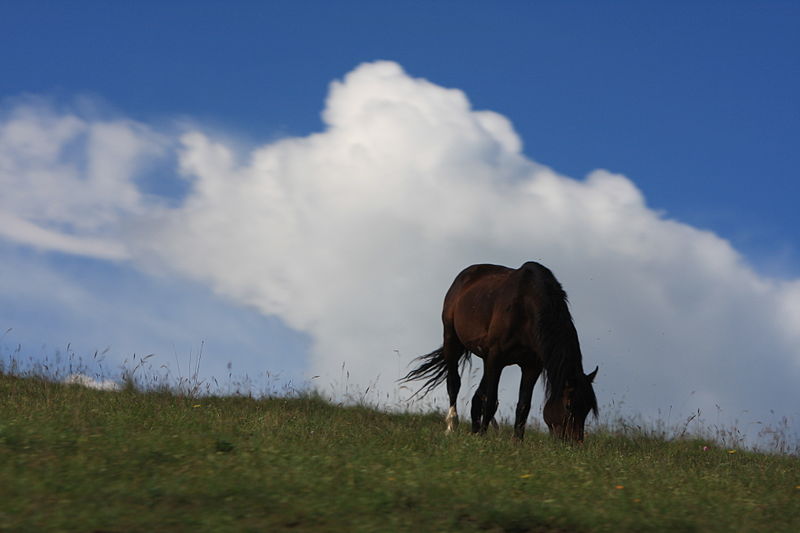 File:Horse grazing in the Prielbryuse National Park on July 20th, 2014.JPG