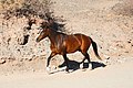 * Nomination A horse in Calchaquí Valleys, Argentina --Bgag 00:12, 26 September 2019 (UTC) * Promotion  Support Good quality. --Uoaei1 03:55, 26 September 2019 (UTC)